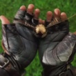 Why the Golden Snitch Was Designed to Hold Secrets